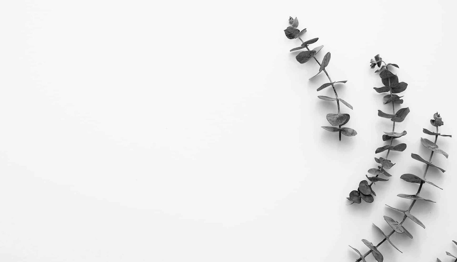 Image hover effect image